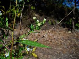 Image result for Aster lanceolatus