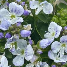 Attēlu rezultāti vaicājumam “Veronica austriaca subsp. teucrium leaf”