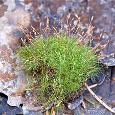 Attēlu rezultāti vaicājumam “Distichium capillaceum”