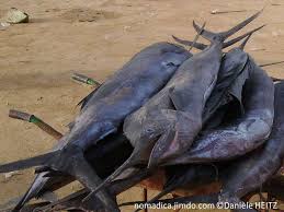 Image result for Istiompax indica