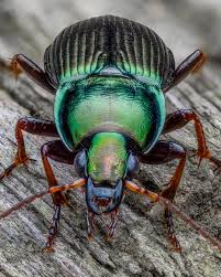 Attēlu rezultāti vaicājumam “Diderma montanum var. album macro”