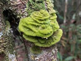 Attēlu rezultāti vaicājumam “Coenogonium pineti”