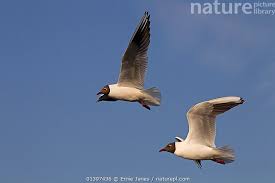 Attēlu rezultāti vaicājumam “Larus ridibundus”