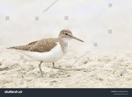 Attēlu rezultāti vaicājumam “Actitis hypoleucos adult”