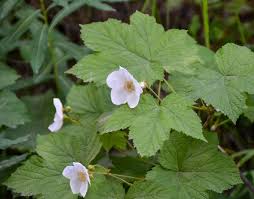 Attēlu rezultāti vaicājumam “Rubus parviflorus leaf”