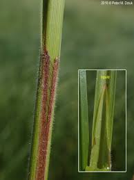 Attēlu rezultāti vaicājumam “Carex atherodes”