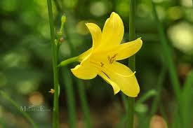 Attēlu rezultāti vaicājumam “Hemerocallis lilioasphodelus”