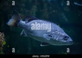 Image result for Polyprion americanus