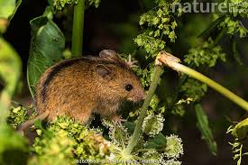 Attēlu rezultāti vaicājumam “Sicista betulina”