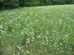 Attēlu rezultāti vaicājumam “Erigeron annuus flower”