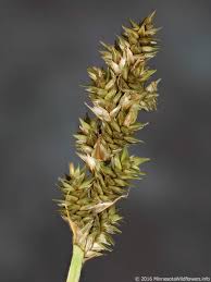 Attēlu rezultāti vaicājumam “Carex spicata”