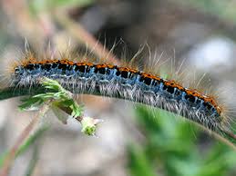 Attēlu rezultāti vaicājumam “Malacosoma castrensis male”