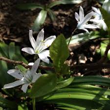 Attēlu rezultāti vaicājumam “Ornithogalum umbellatum flower”