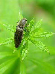 Attēlu rezultāti vaicājumam “Ectinus aterrimus”