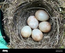 Attēlu rezultāti vaicājumam “Erithacus rubecula nest”