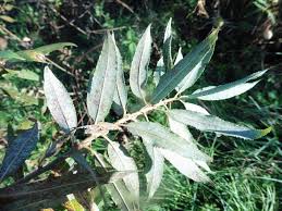 Attēlu rezultāti vaicājumam “Salix triandra”