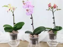 「水蘭」的圖片搜尋結果