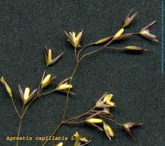 Attēlu rezultāti vaicājumam “Agrostis capillaris”