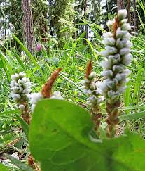 Attēlu rezultāti vaicājumam “Bistorta vivipara flower”