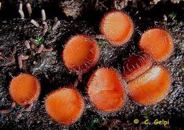 Attēlu rezultāti vaicājumam “Scutellinia scutellata”