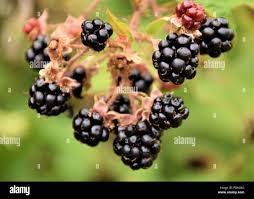 Attēlu rezultāti vaicājumam “Rubus nessensis fruit”