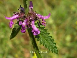 Attēlu rezultāti vaicājumam “Stachys officinalis leaf”