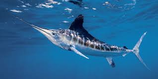 Image result for Kajikia albida