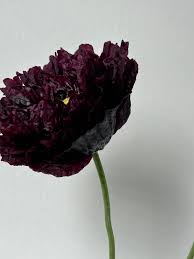 Image result for Papaver somniferum Black
