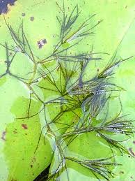 Attēlu rezultāti vaicājumam “Najas major leaf”