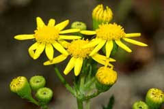 Attēlu rezultāti vaicājumam “Senecio viscosus flower”