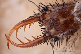 Attēlu rezultāti vaicājumam “Myrmeleontidae larva”