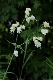 Attēlu rezultāti vaicājumam “Silene borysthenica bud”