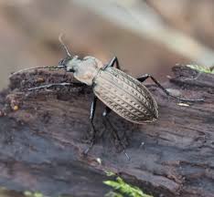 Attēlu rezultāti vaicājumam “Carabus granulatus”