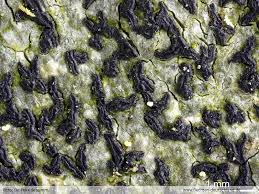 Attēlu rezultāti vaicājumam “Opegrapha atra”