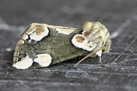 Attēlu rezultāti vaicājumam “Thyatira batis imago”