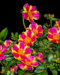 Attēlu rezultāti vaicājumam “Portulaca oleracea flower”