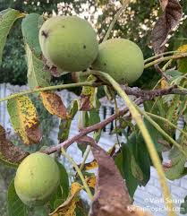 Attēlu rezultāti vaicājumam “Juglans regia”