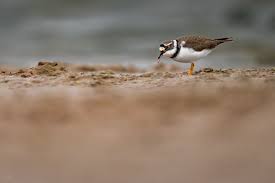 Attēlu rezultāti vaicājumam “Charadrius dubius adult”