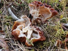 Attēlu rezultāti vaicājumam “Gyromitra esculenta”