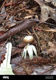 Attēlu rezultāti vaicājumam “Geastrum quadrifidum”