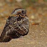 Image result for Caprimulgus ruficollis