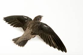 Image result for Chaetura pelagica