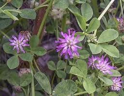 Attēlu rezultāti vaicājumam “Trifolium spadiceum leaf”