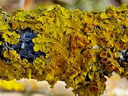 Attēlu rezultāti vaicājumam “Xanthoriicola physciae”