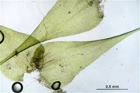 Attēlu rezultāti vaicājumam “Campylium stellatum”