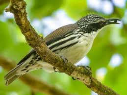 Attēlu rezultāti vaicājumam “Rhabdomiris striatellus imago”