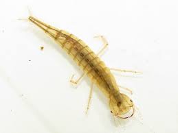 Attēlu rezultāti vaicājumam “Leiodidae larva”