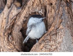 Attēlu rezultāti vaicājumam “Poecile montanus adult”
