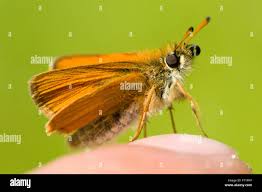 Attēlu rezultāti vaicājumam “Thymelicus lineola underside”