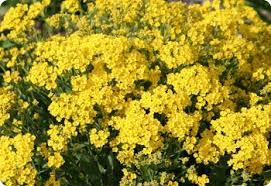 Image result for Alyssum saxatile